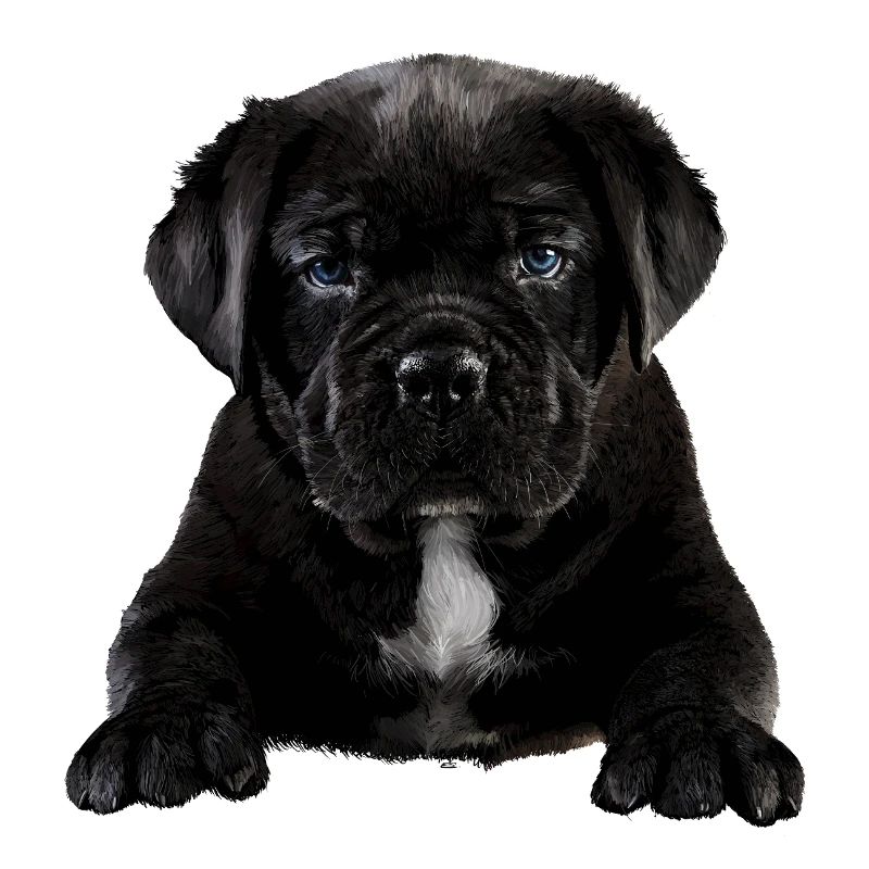 Chiot