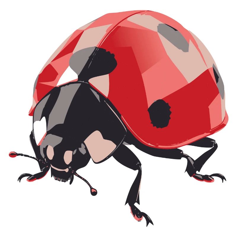 Coccinelle4