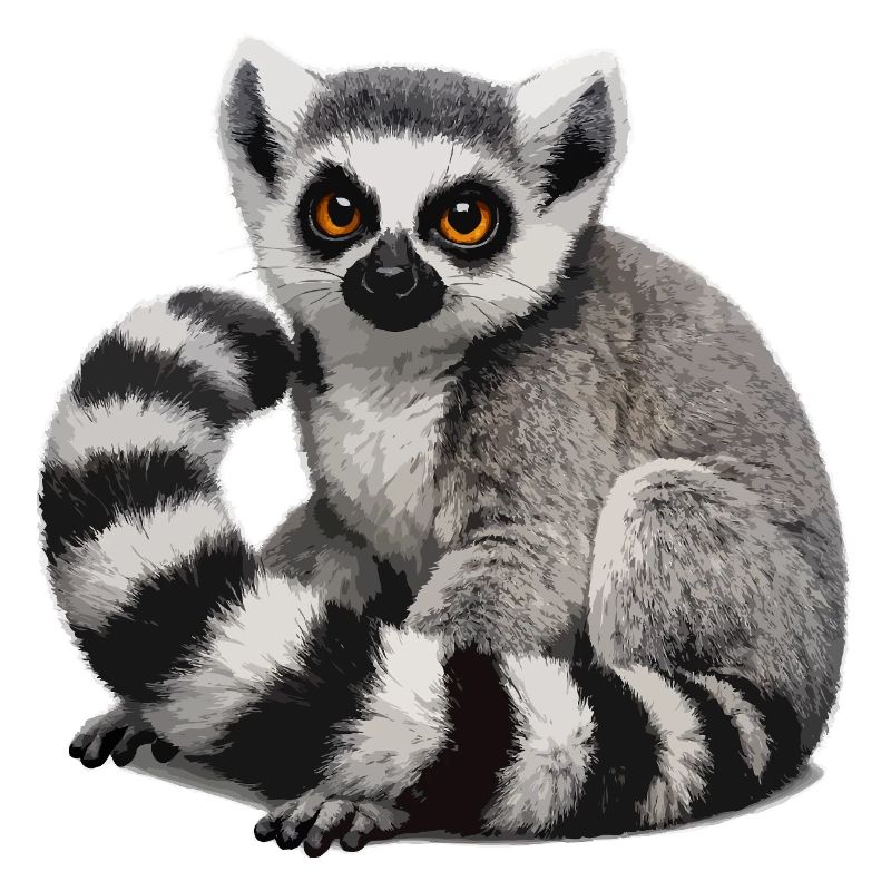 Ring-tailed lemur illustration
