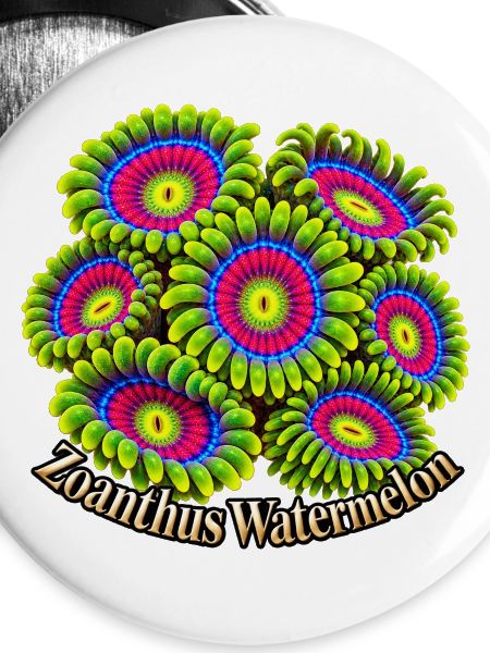 Zoanthus-Wassermelone