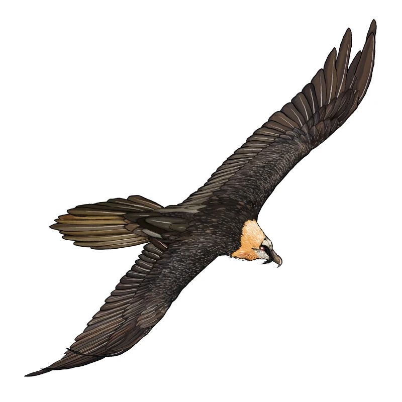 Bartgeier im Flug
