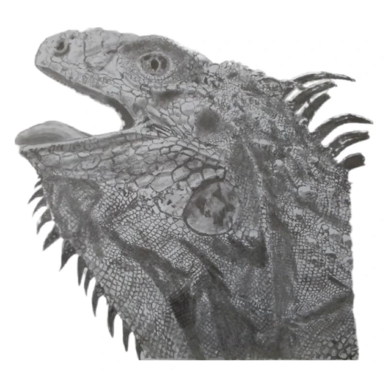 Bearded dragon