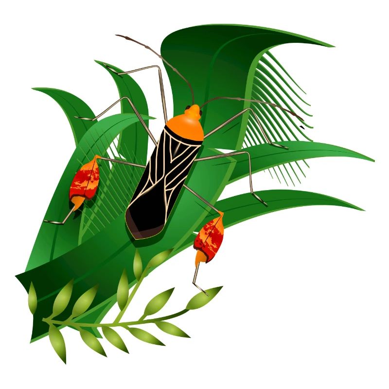 Anisoscelis alipes leaf-footed bug and green leaves