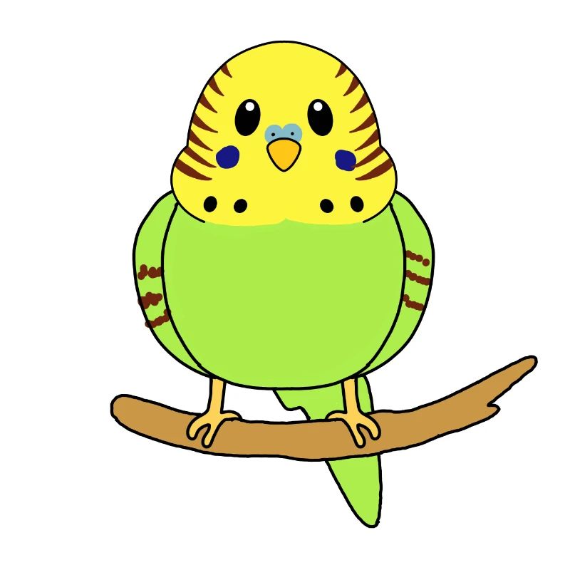 Budgerigar