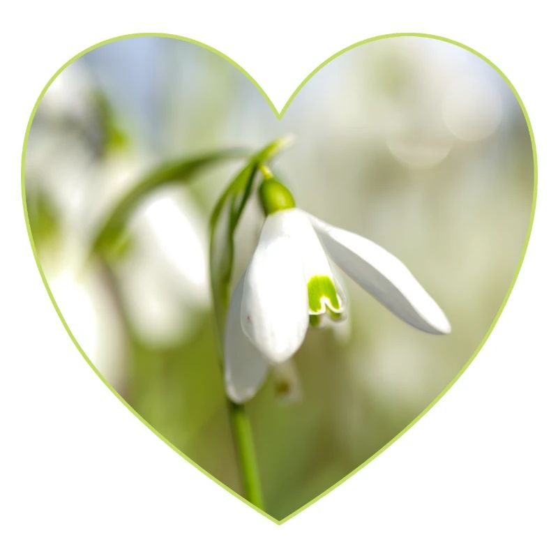 Snowdrop Heart Design