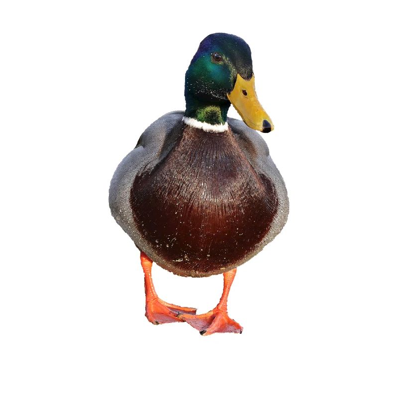 duck53