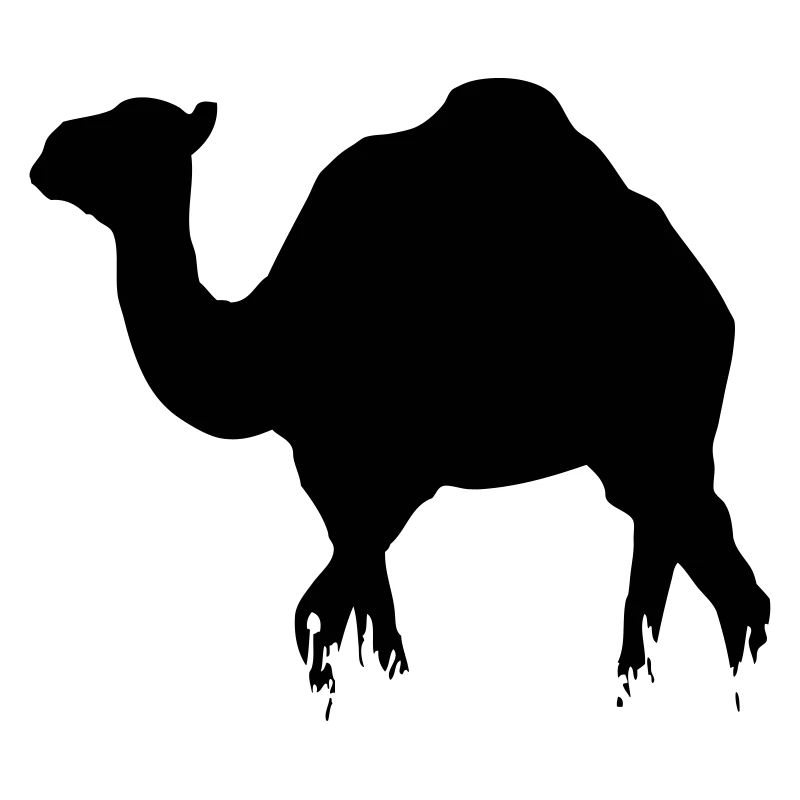 Dromedar - Camel