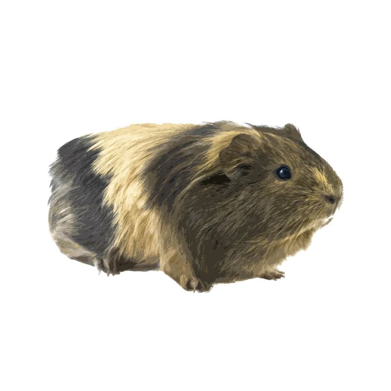 Guinea pig