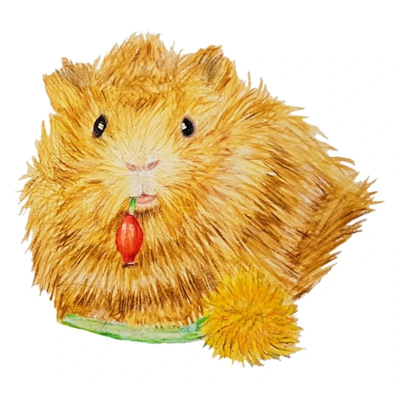 Guinea pig