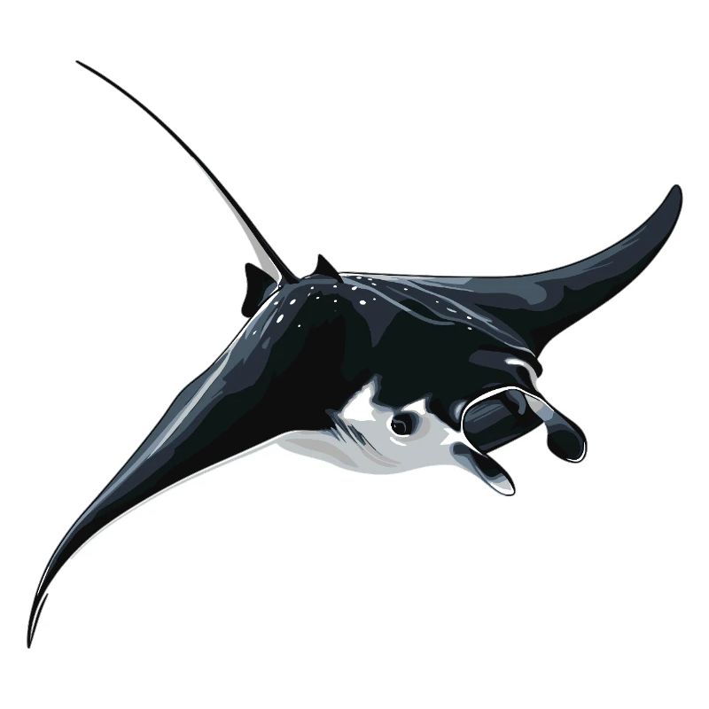 Rochen Mantarochen