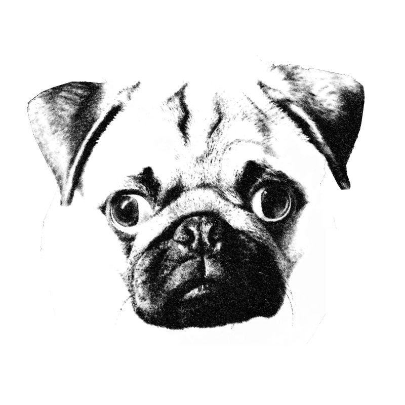 pug face