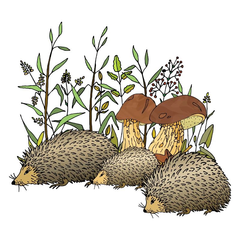 Hedgehogs