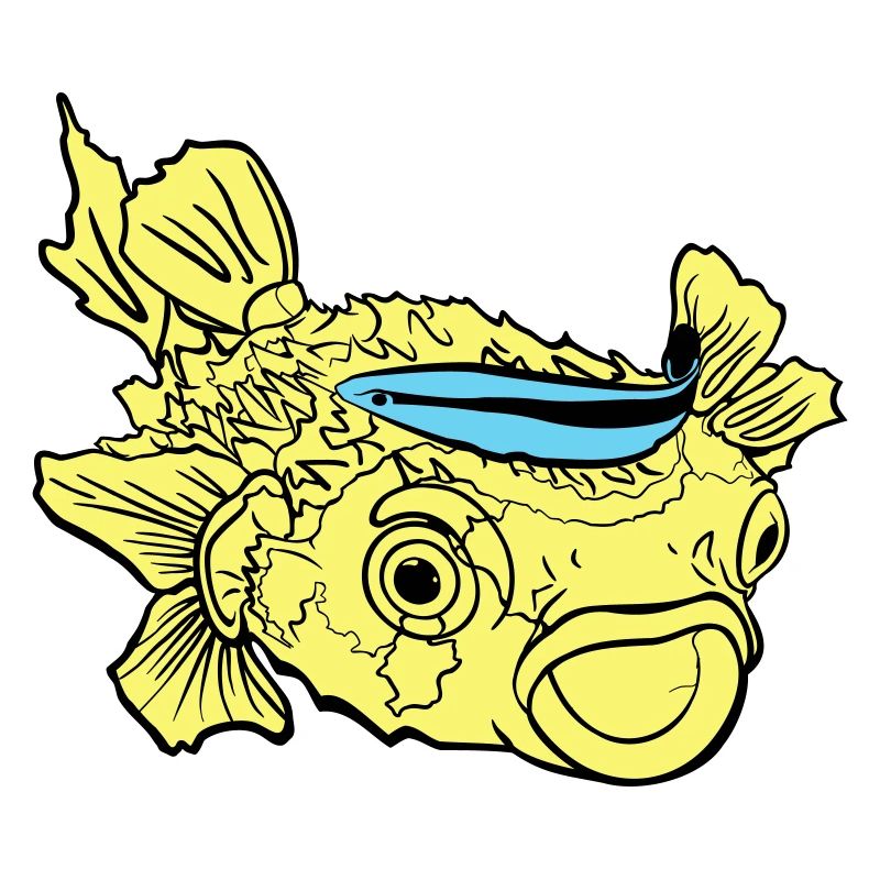 Igelfisch Kugelfisch Putzerlippfisch