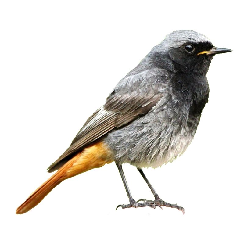 Redtail Robin