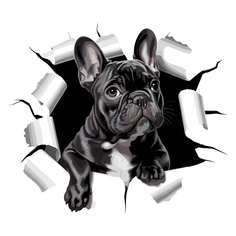 Chiot bouledogue français perce la percée