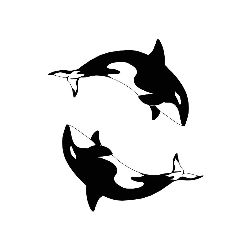 Orca Orcinus orca