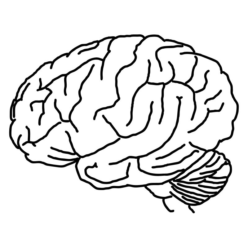 Brain