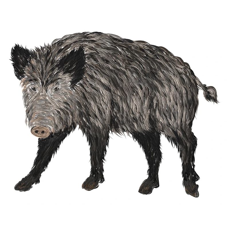 boar