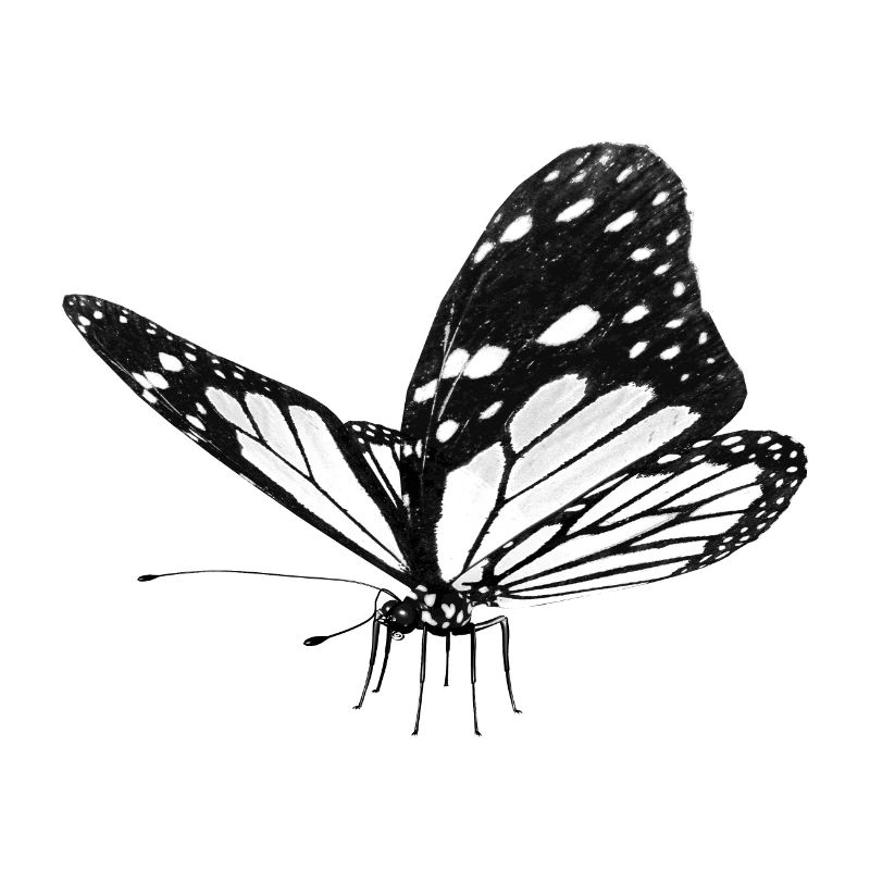 Butterfly, Butterfly