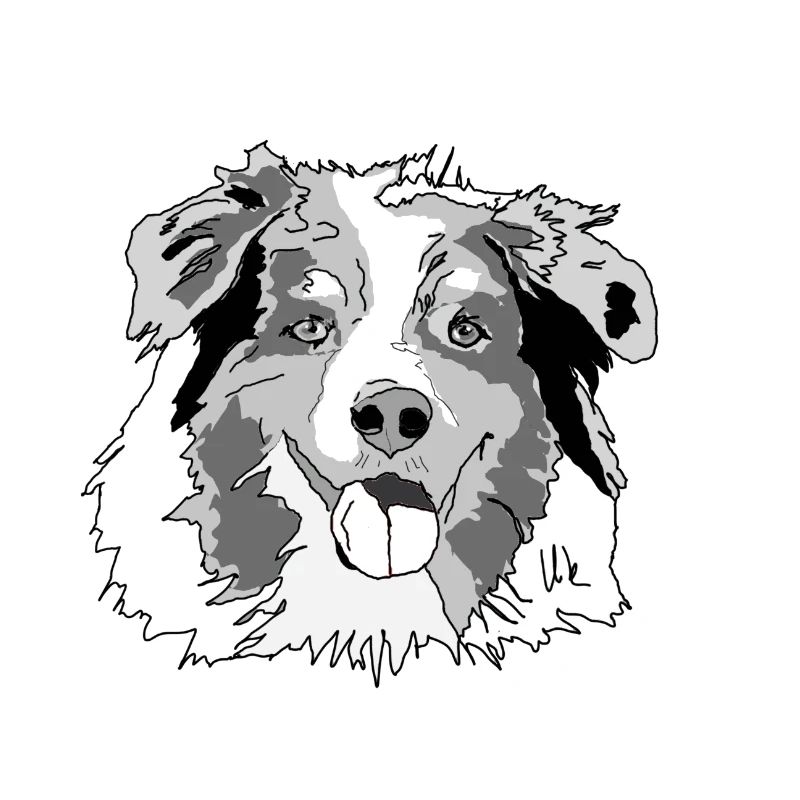 Australian Shepherd
