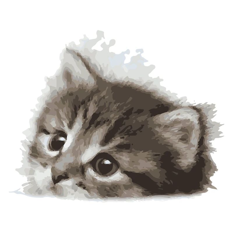 Bébé chat
