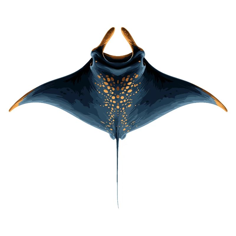 Manta Ray, Devil Ray, Stingray, Diver
