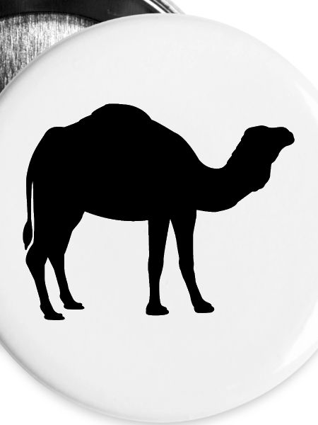 Kamel 