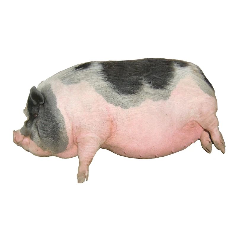 pig