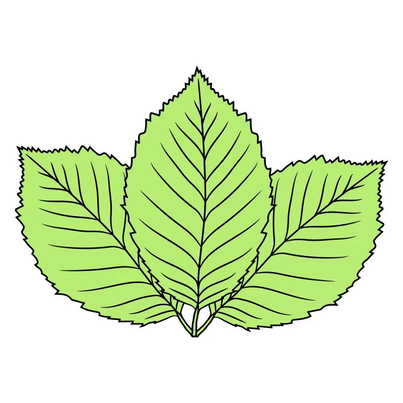 3 leaves beech leaf tree plant shape clip art d