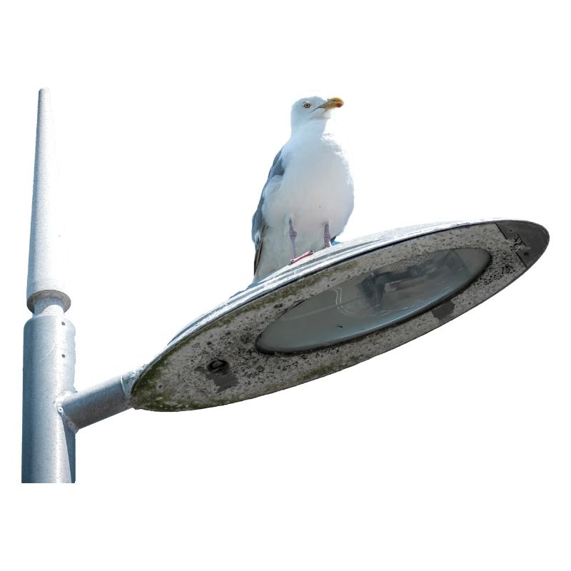 Möwe auf einer Lampe Post