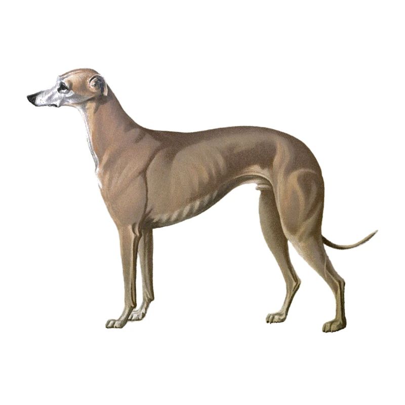 greyhound