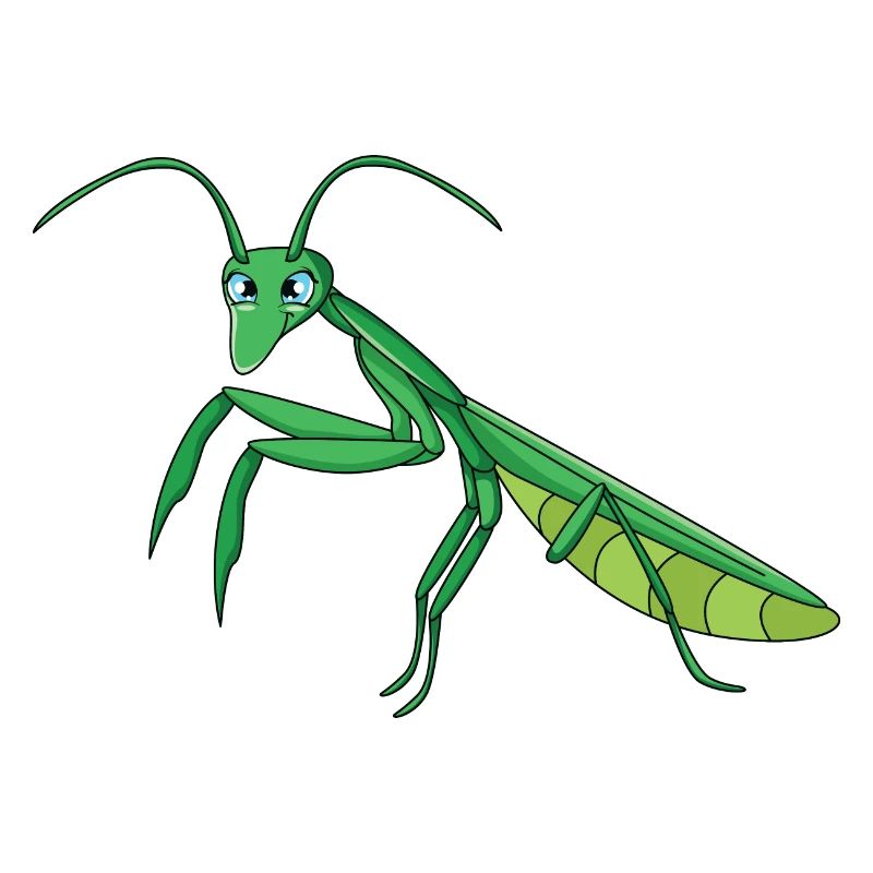 Mantis praying mantis