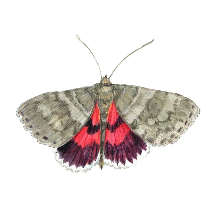 Red underwing