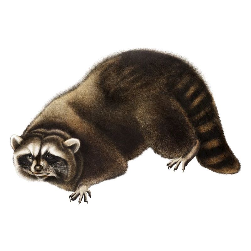 Racoon