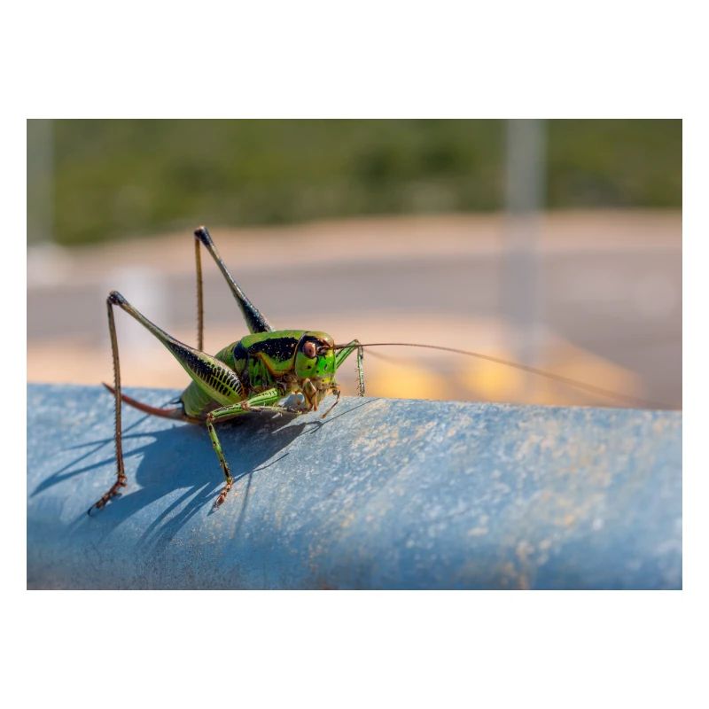 Eupholidoptera Eupholidoptera chabrieri