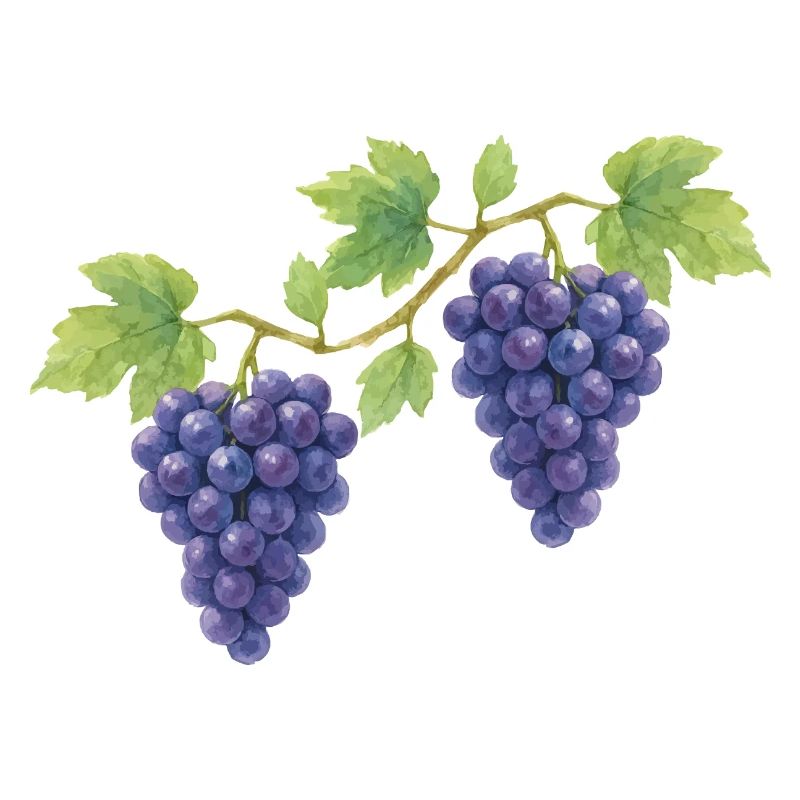 Grape traditional costume design