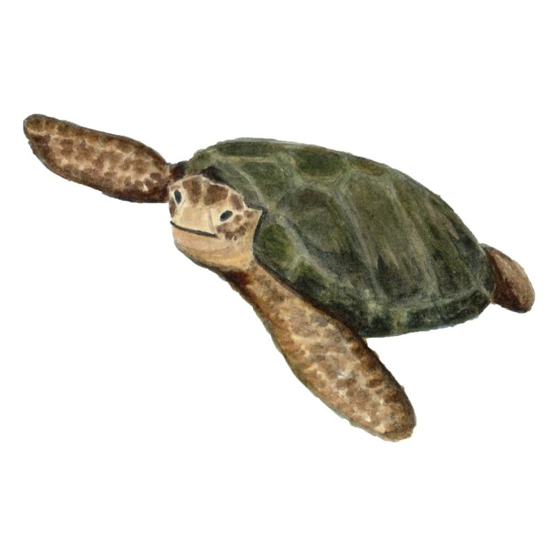 green turtle