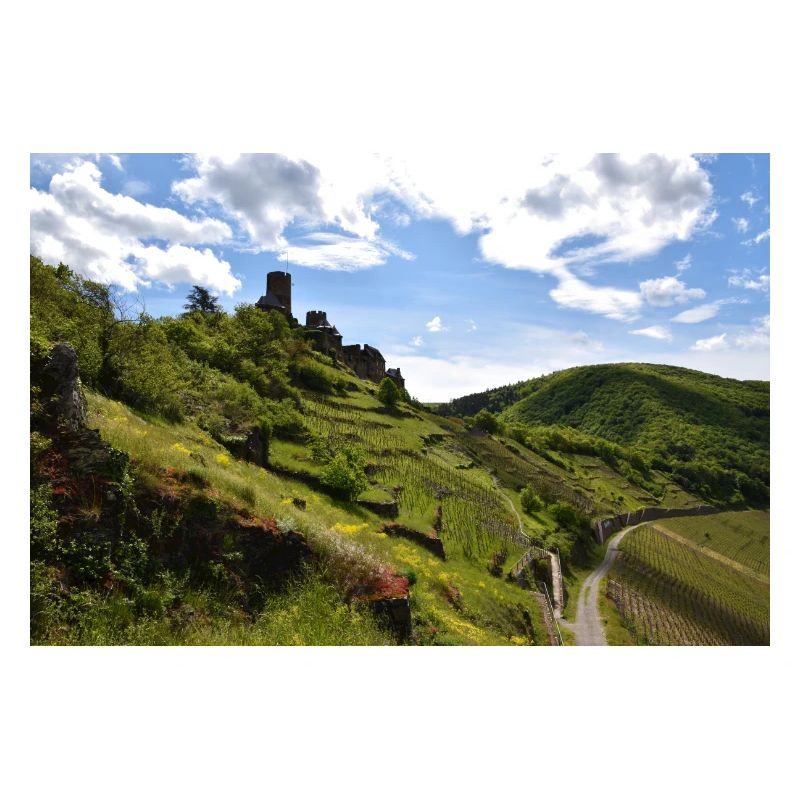 Moselle, castle, vineyard, panorama