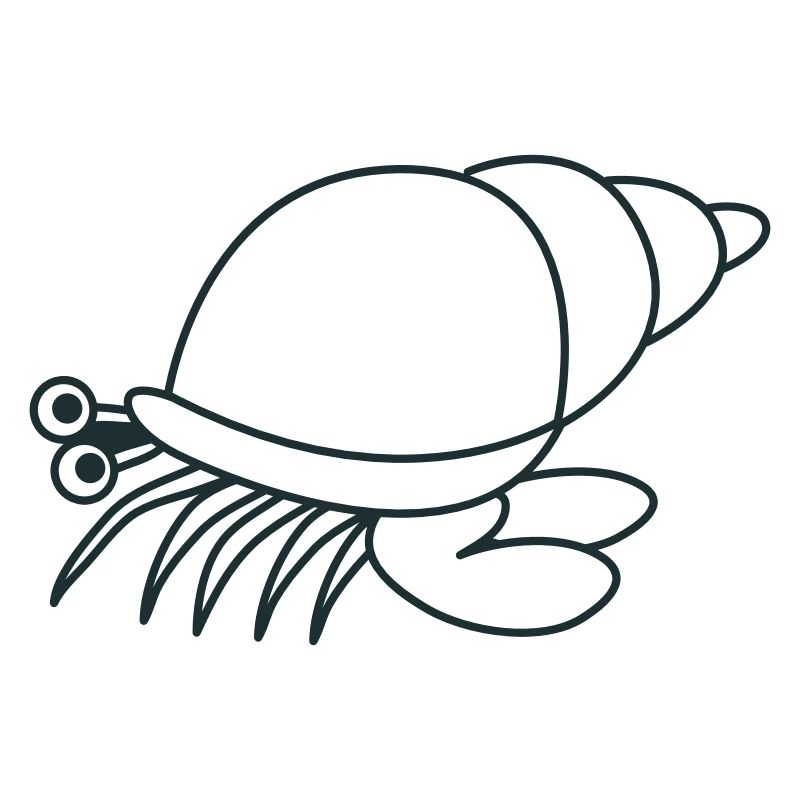 hermit crab