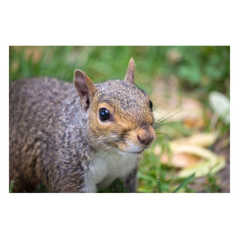 Grauhörnchen Sciurus