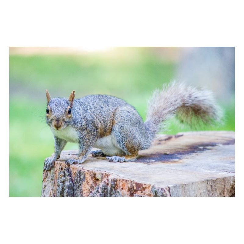 Grey squirrel Grauhörnchen Sciurus carolinensis