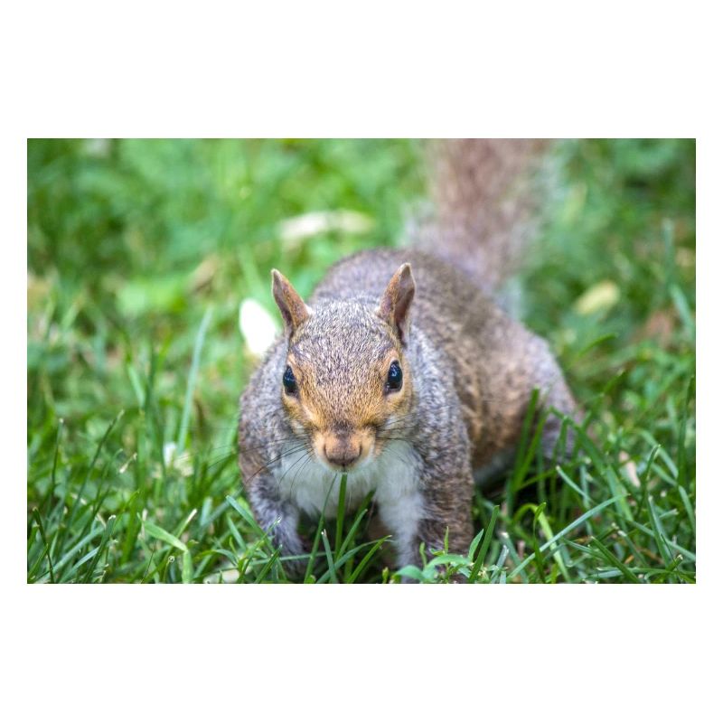 Grauhörnchen Sciurus carolinensis