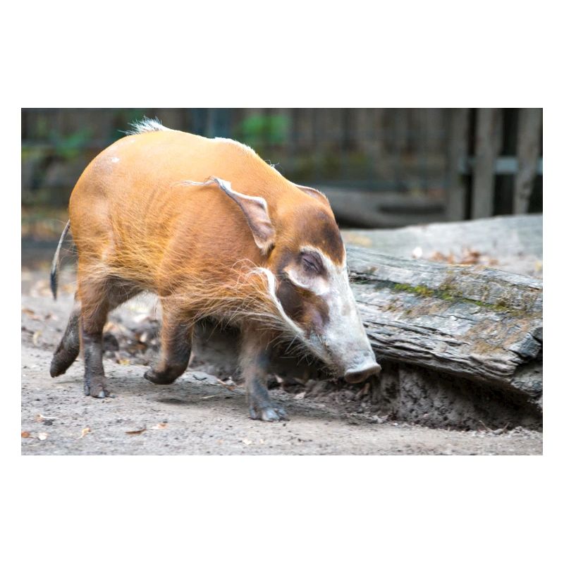 Buschschwein oder Rotflussschwein Pinselohrschwein