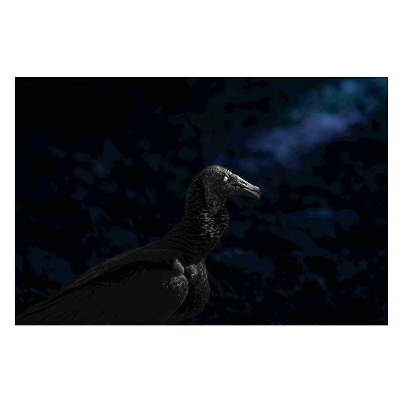 vulture