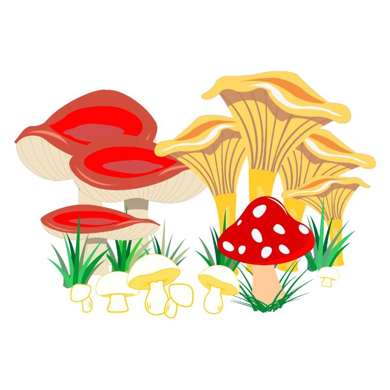 Composition colorée des champignons