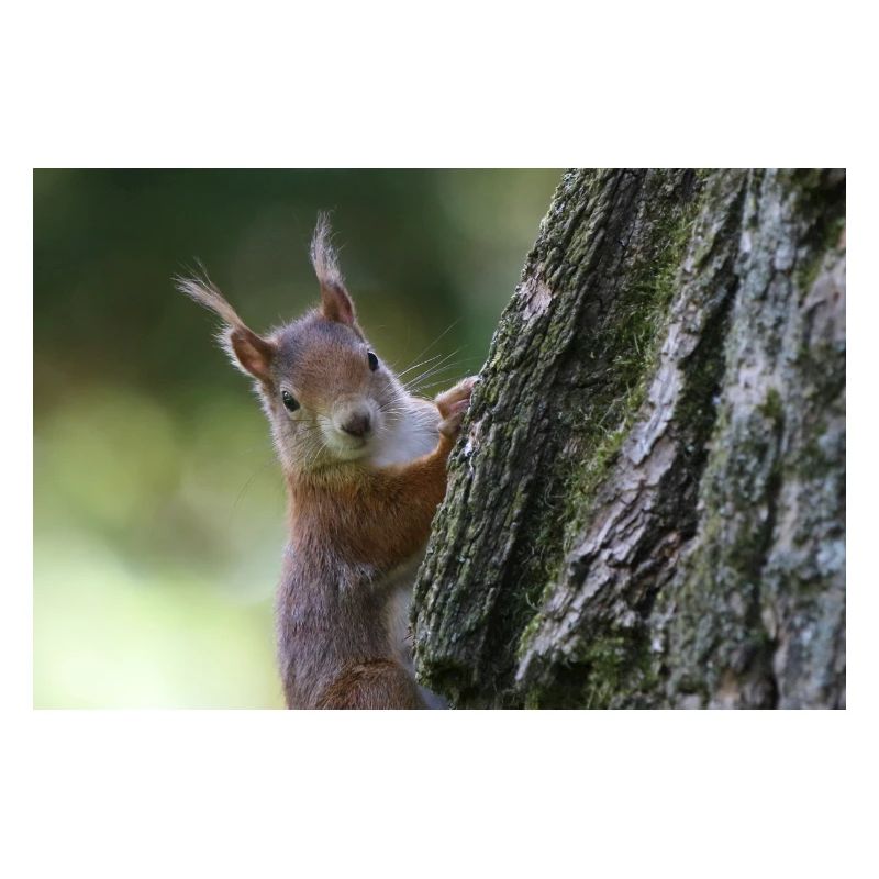 Eichhörnchen,Isibat