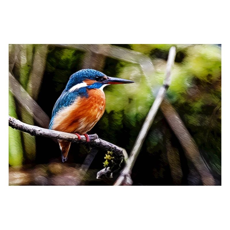 Kingfisher