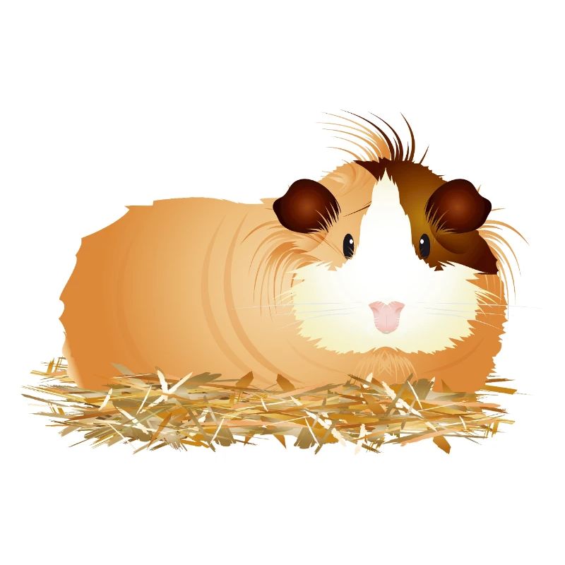 Cochon d’Inde mignon allongé confortablement dans la paille