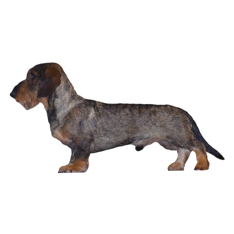 Dackel Rauhaar Dachshund Jagdhund Geschenkidee