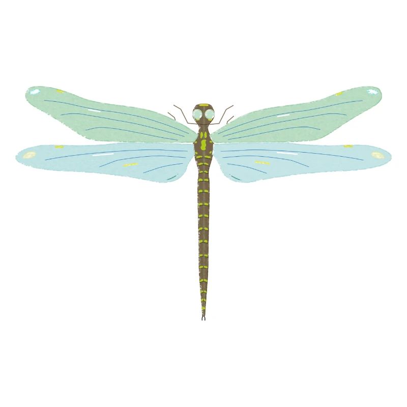 Libellule, insecte, coloré